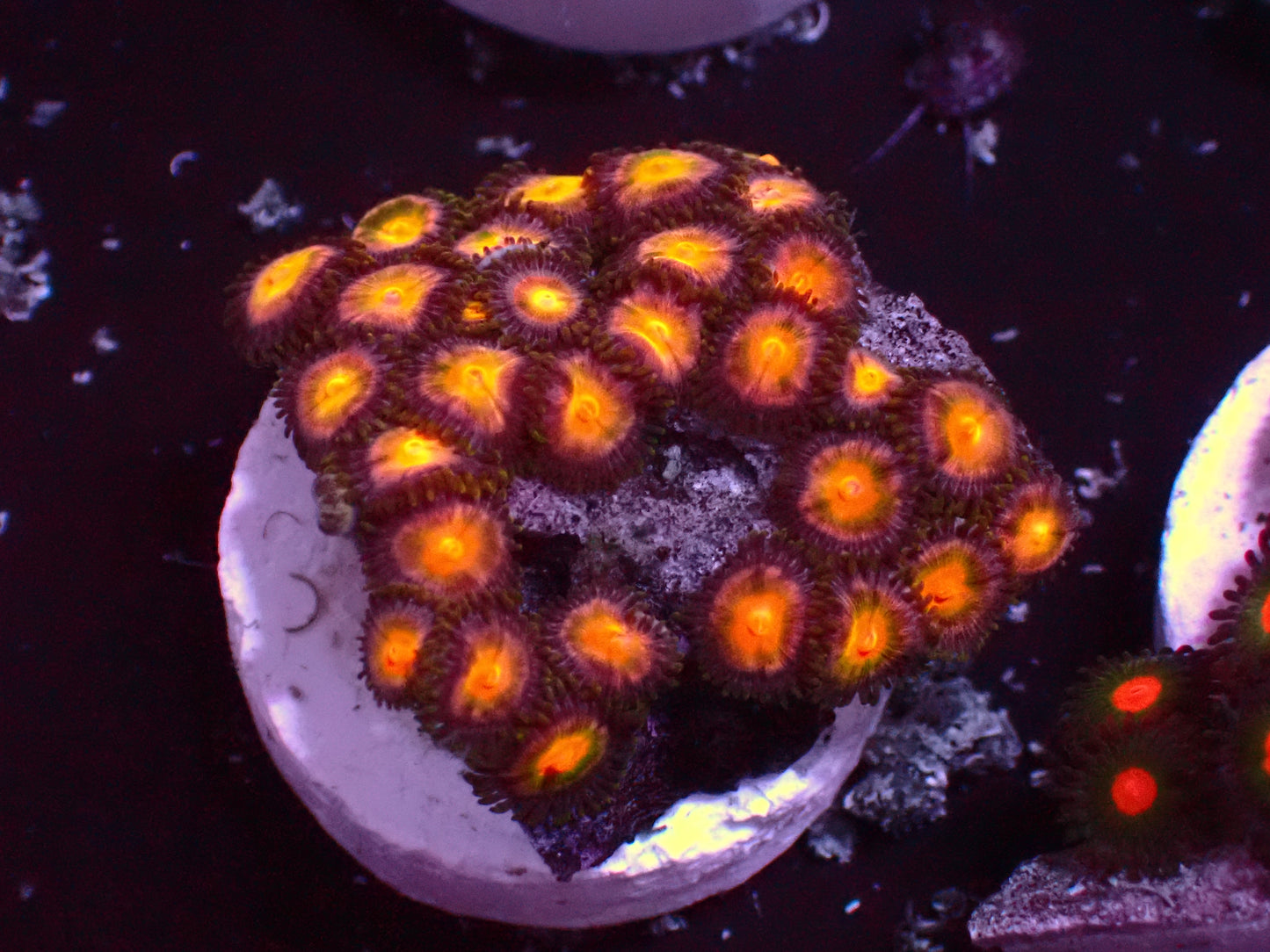Zoanthus Orange Eye | WYSIWYG