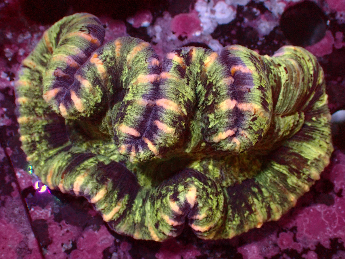 Trachyphyllia Golden Stripes | WYSIWYG
