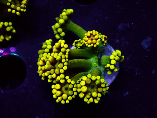 Yellow Flower Goniopora | WYSIWYG