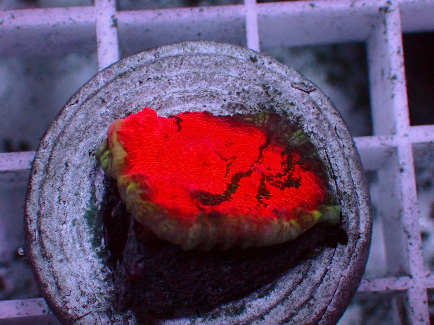 Rare! PR Burning Emerald Chalice | WYSIWYG