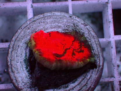 Rare! PR Burning Emerald Chalice | WYSIWYG