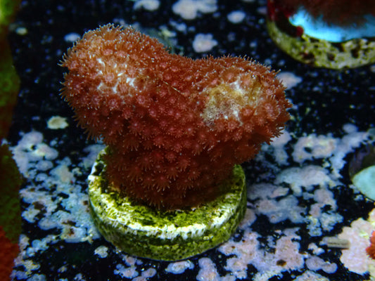 Rare! Madracis Formosa "Red" | WYSIWYG