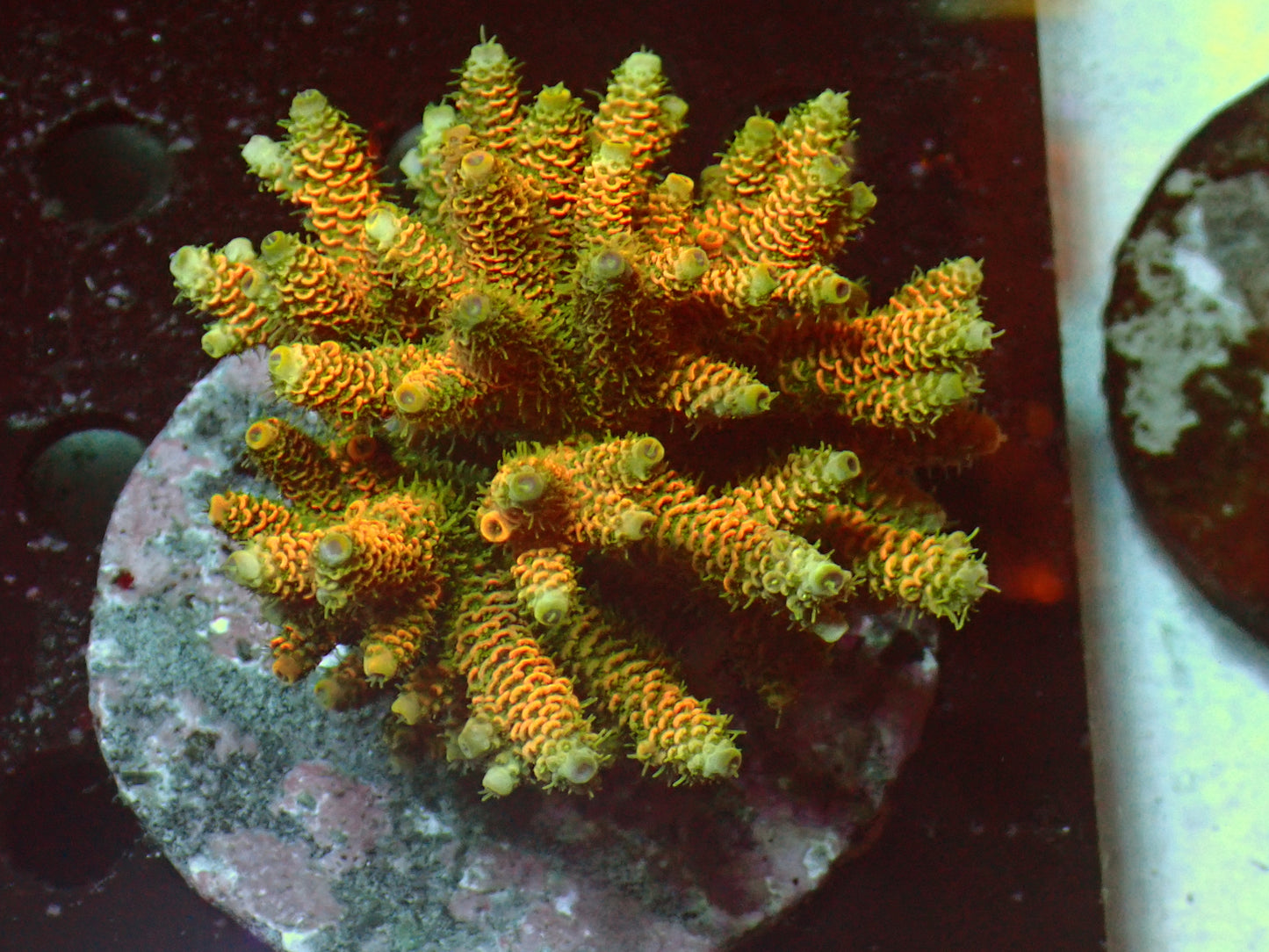 Ultra Orange Millepora | WYSIWYG