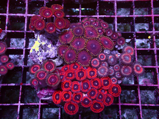 Zoanthus Rainbow Garden | WYSIWYG
