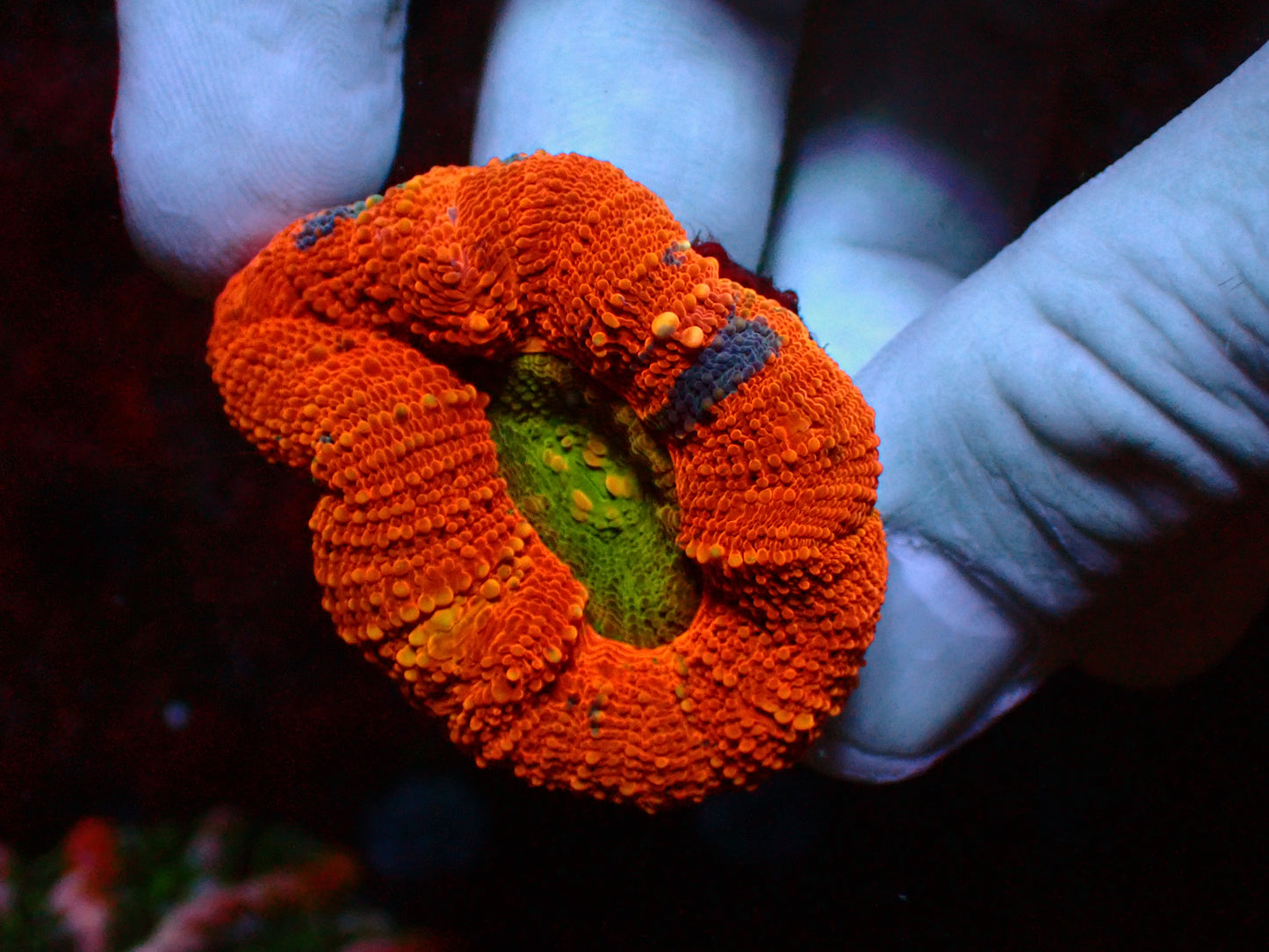 Asian Mastegrade Acanthastrea Maxima | WYSIWYG
