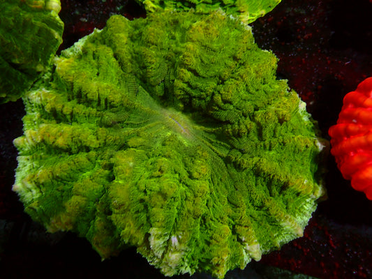 Toxic Green Acanthophyllia | WYSIWYG