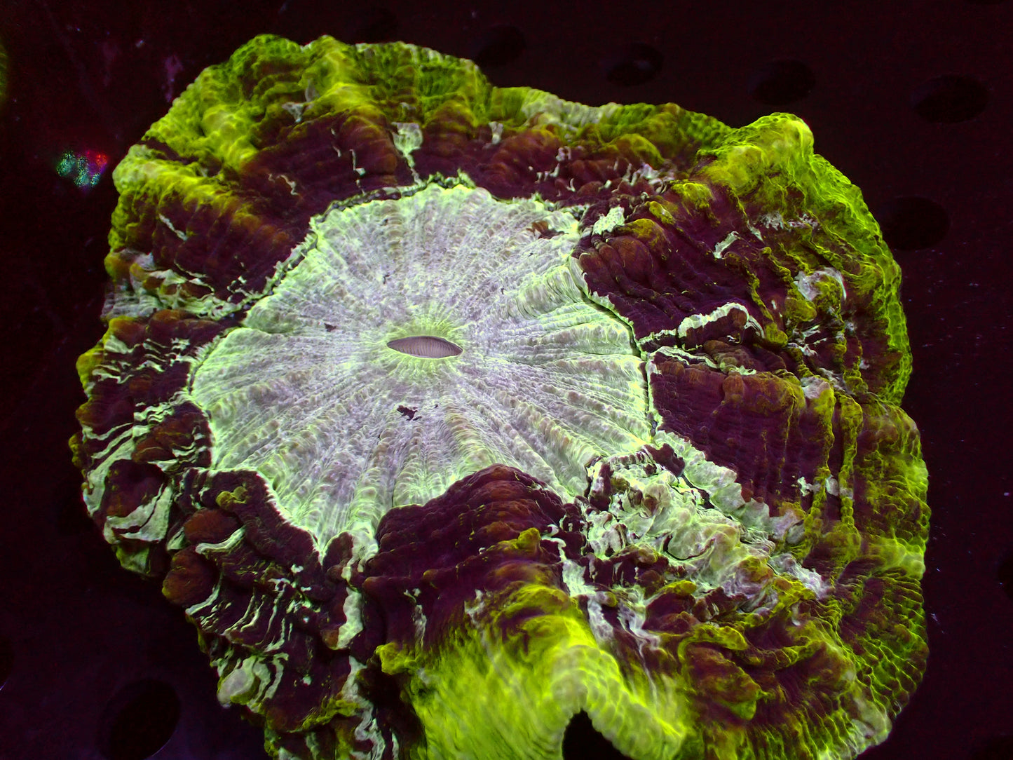 Ultra Green Acanthophyllia | XXL