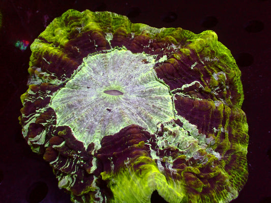 Ultra Green Acanthophyllia | XXL