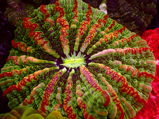 Insane Indophyllia | WYSIWYG