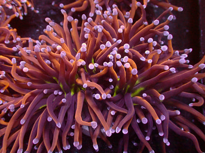 Euphyllia New York Knicks Torch | Triple Head