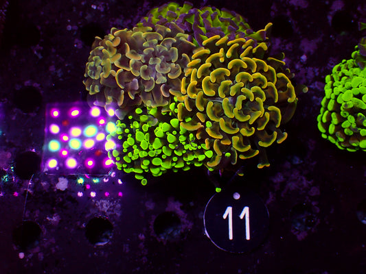 Euphyllia "Hammer Garden" | WYSIWYG