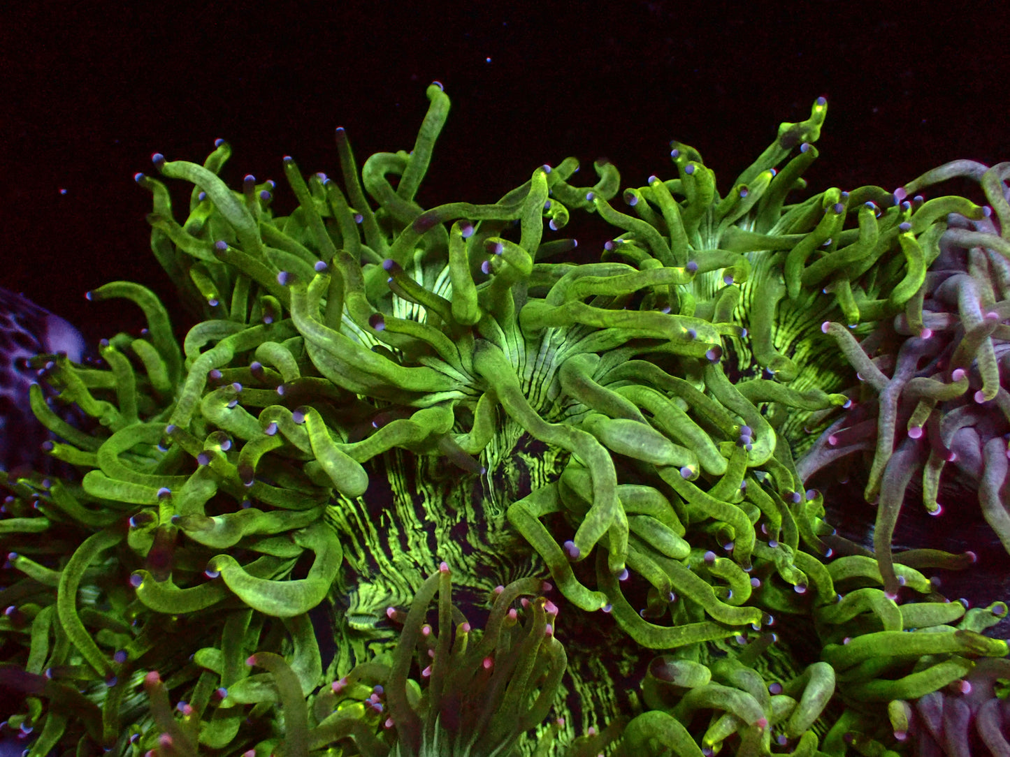 Catalaphyllia "Purple Tips" | WYSIWYG