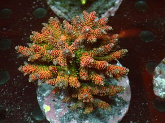 Ultra Rainbow Millepora | WYSIWYG
