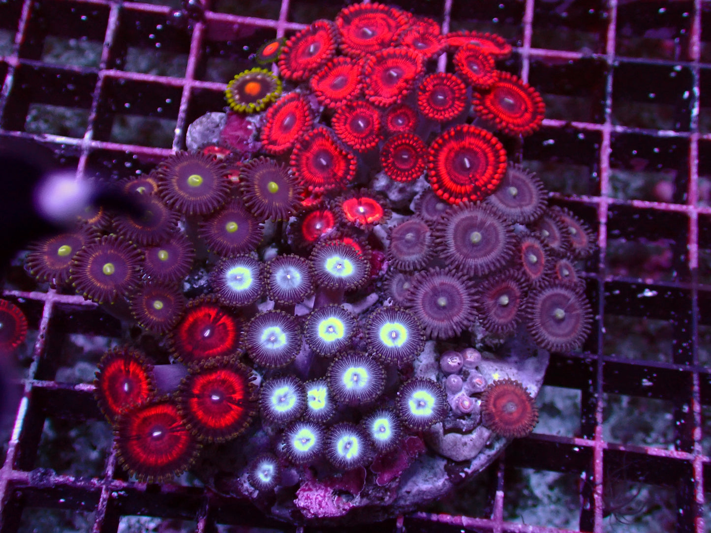 Zoanthus Rainbow Garden | WYSIWYG