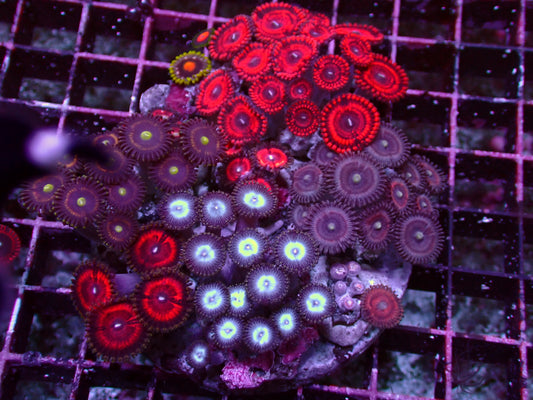 Zoanthus Rainbow Garden | WYSIWYG