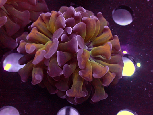 Euphyllia Paraancora Orange Stem Tricolor | WYSIWYG