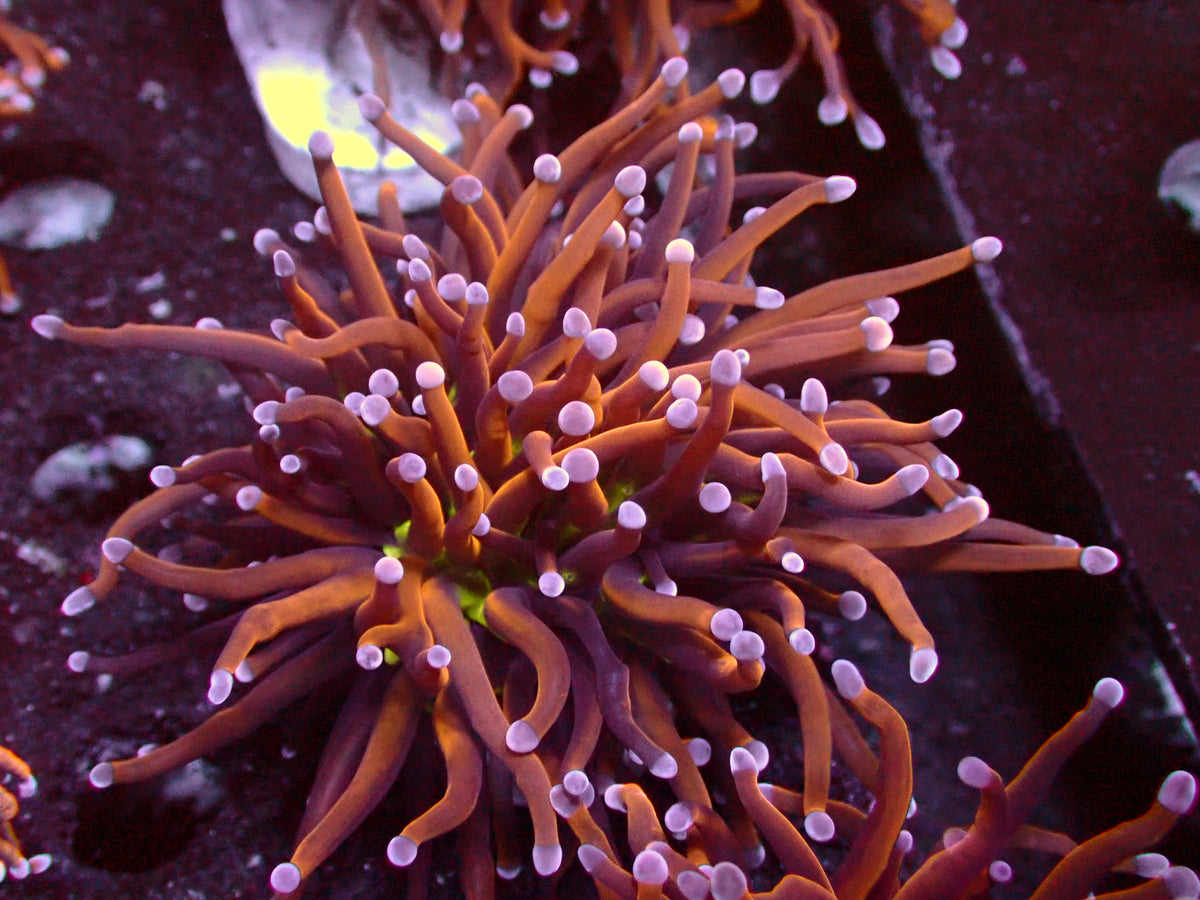 Euphyllia New York Knicks Torch | WYSIWYG