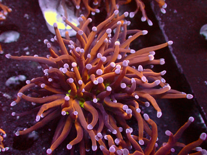 Euphyllia New York Knicks Torch | WYSIWYG