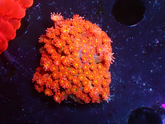 PR Pumpkin Spice Goniopora | WYSIWYG