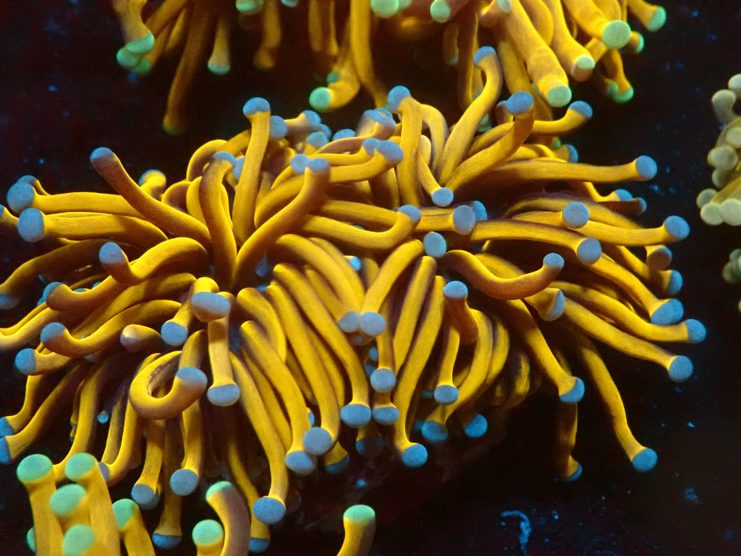 Euphyllia Aussie 24k Gold Torch | Doublehead