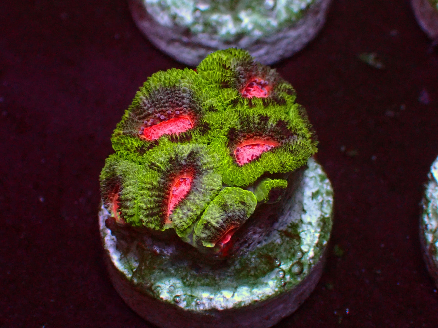 PR Pink Diamond Micromussa | WYSIWYG