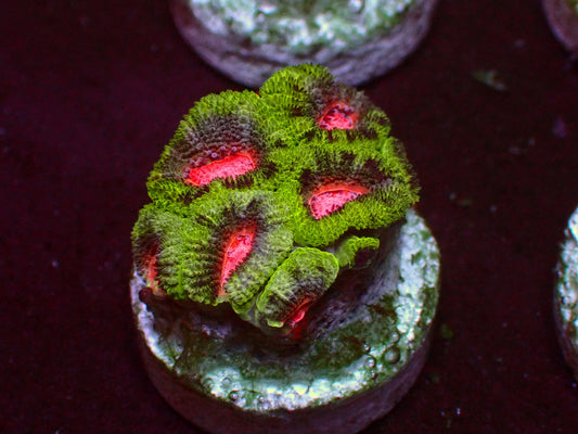 PR Pink Diamond Micromussa | WYSIWYG