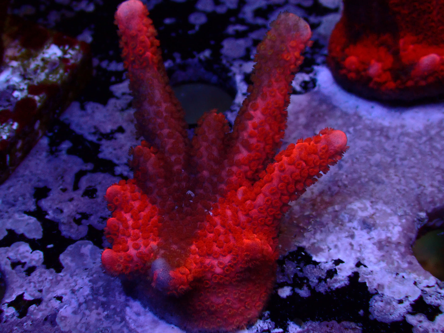 WC Grafted Zebra Digitata | WYSIWYG