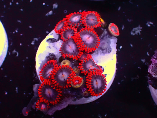 Zoanthus Fire & Ice | WYSIWYG