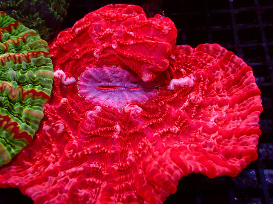 Red/Pink/Blue Mouth Indophyllia |WYSIWYG