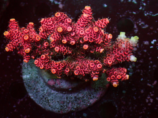 Acropora Millepora "Pink/Yellow Tips" | Colony