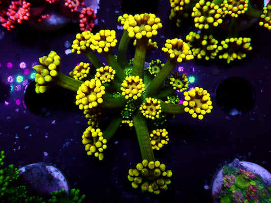 Yellow Flower Goniopora | WYSIWYG