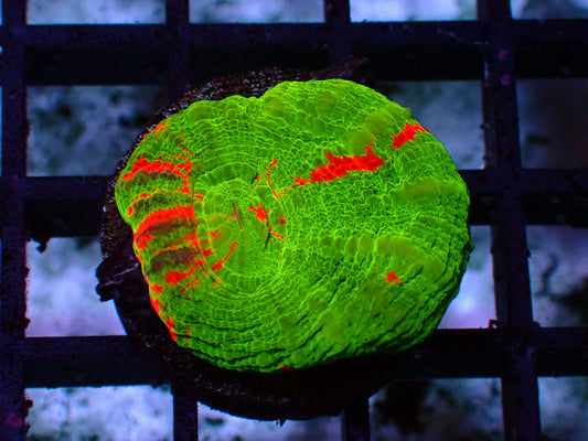 Special Bleeding Apple Scolymia | WYSIWYG