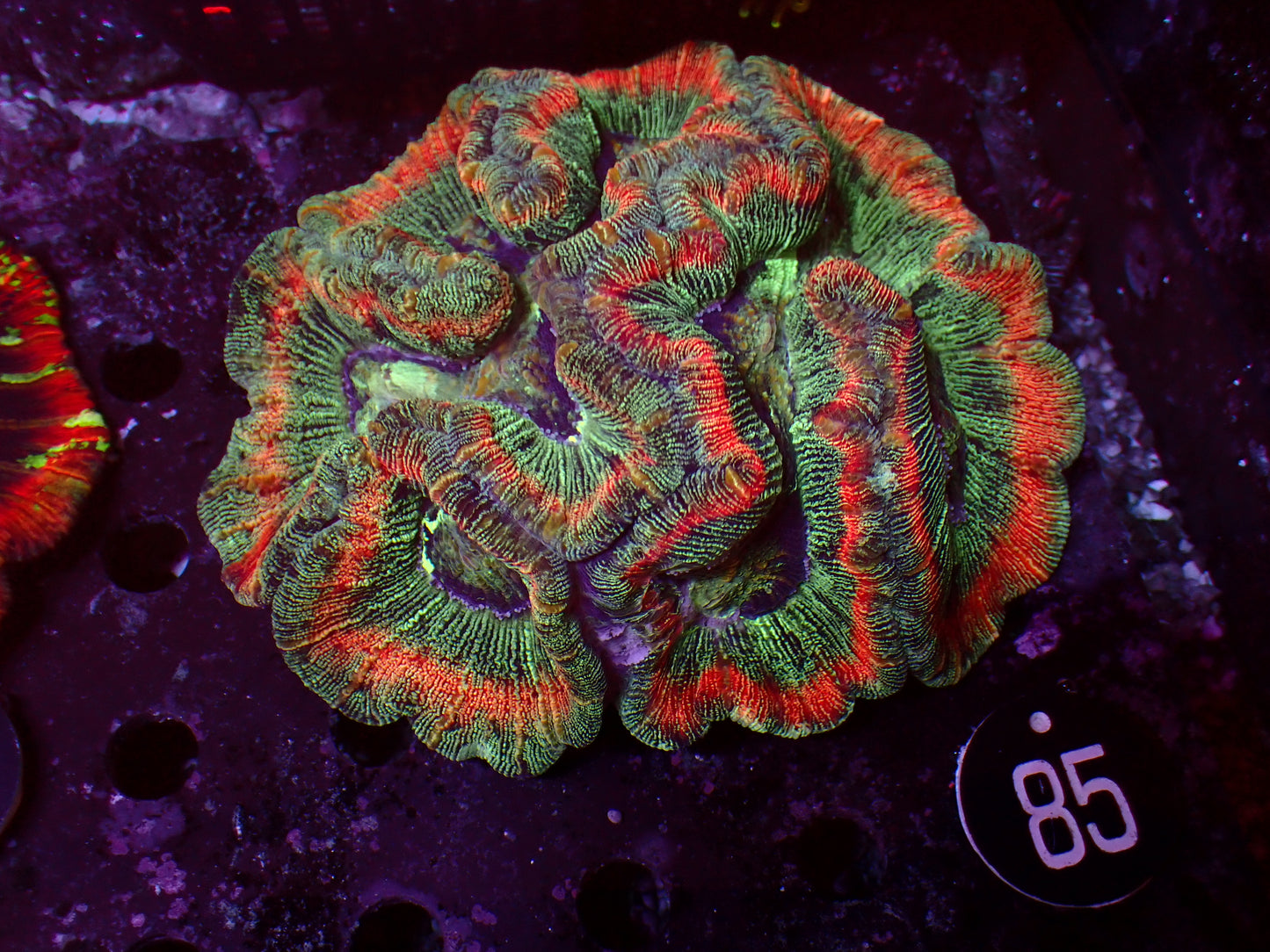 Trachyphyllia "Ultra Striped" | XXL