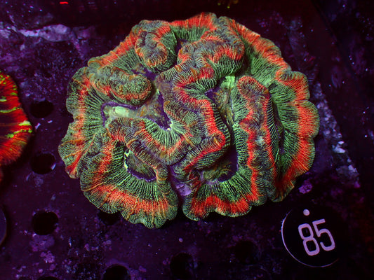 Trachyphyllia "Ultra Striped" | XXL