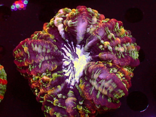 Master Indophyllia | WYSIWYG