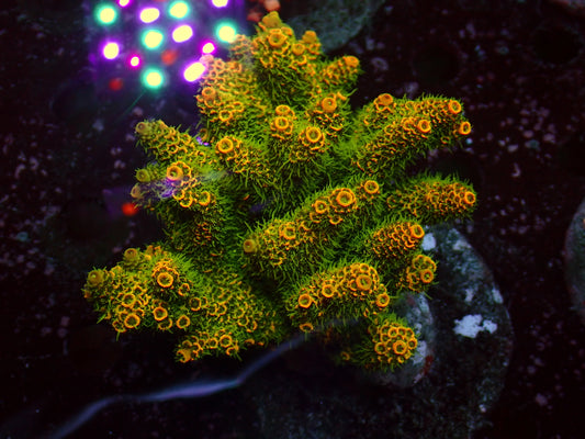 Acropora Millepora "Sunset" | Colony