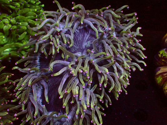 Catalaphyllia "Blue Center" | WYSIWYG
