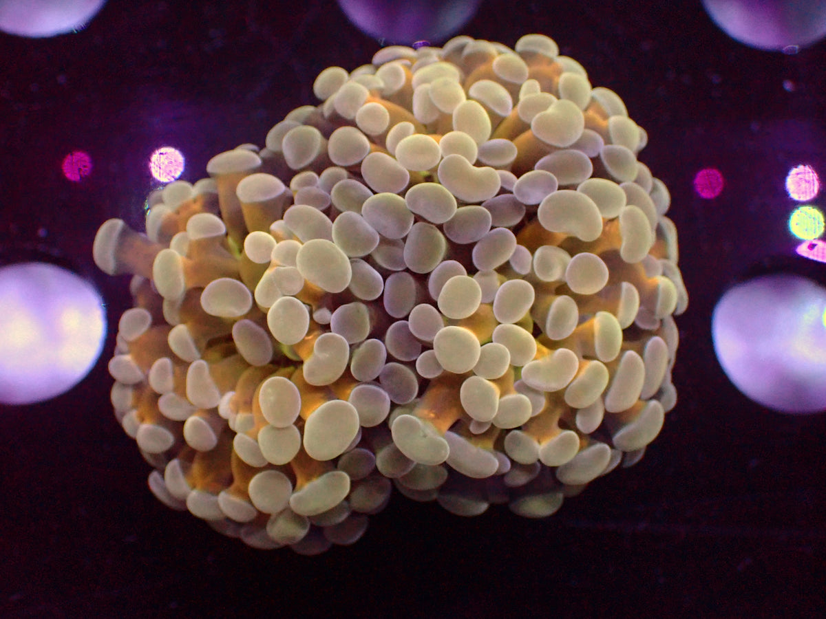 Euphyllia Paraancora Holy Grail | WYSIWYG