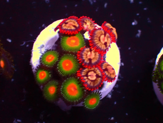 Zoanthus Ultra Mix | WYSIWYG