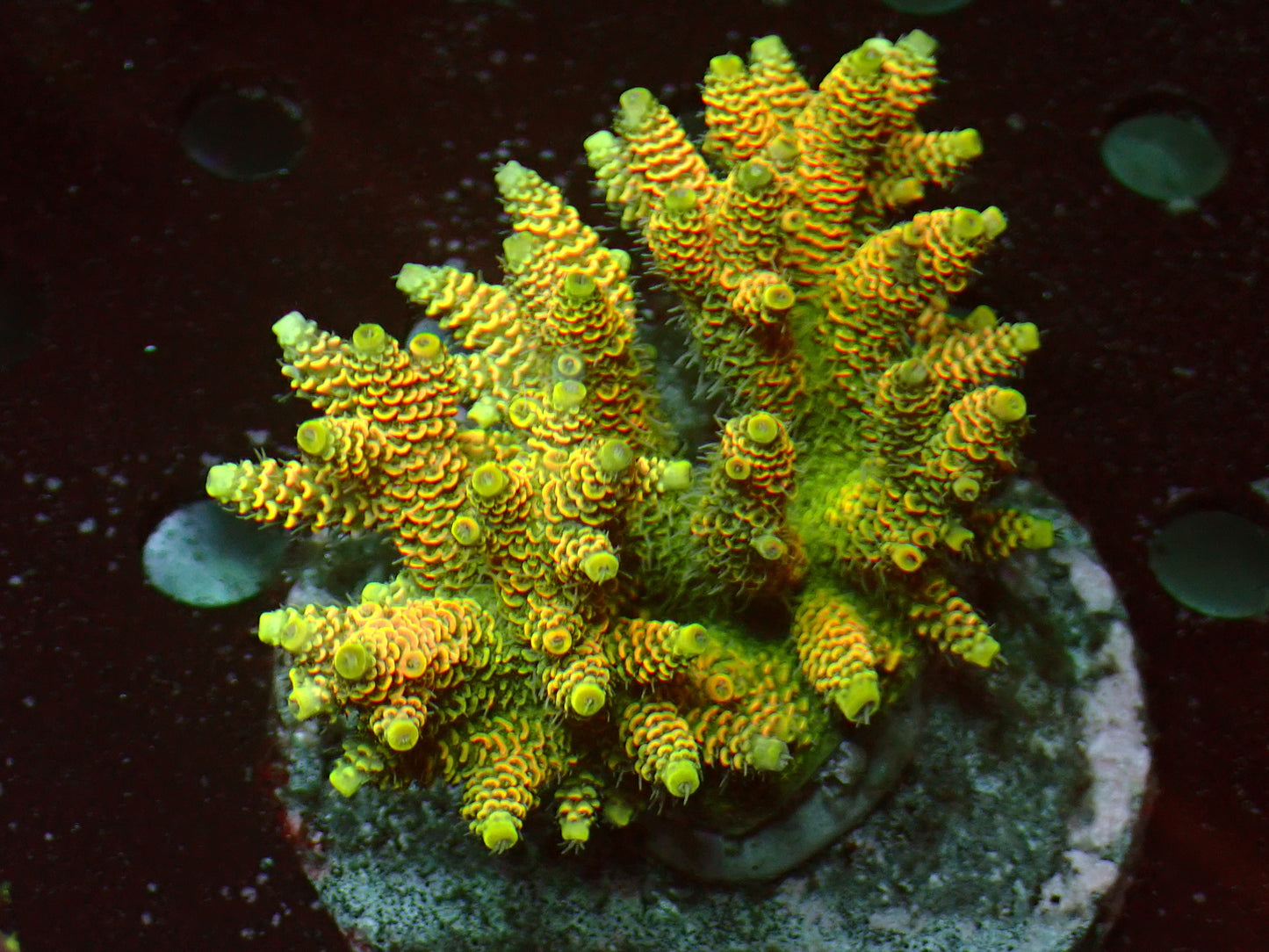 Solar Flair Millepora | WYSIWYG