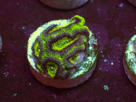 Alien Eye Micromussa | WYSIWYG