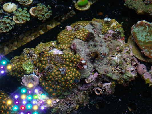 Christmas Tree Worm Rock | WYSIWYG