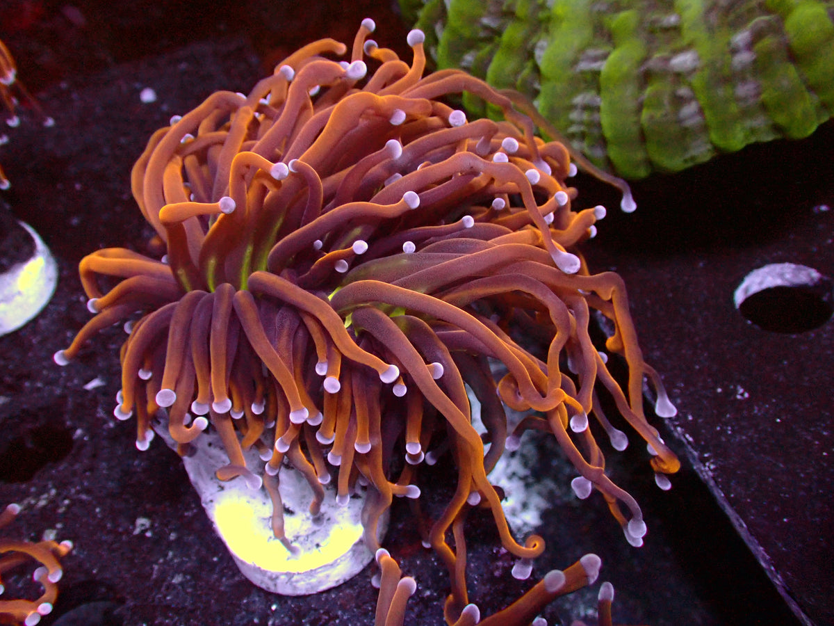 Euphyllia New York Knicks Torch | WYSIWYG