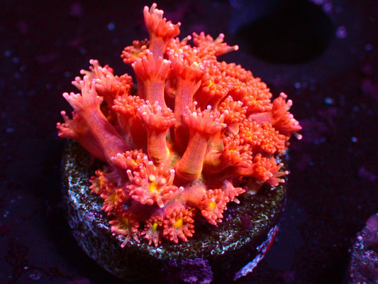 PR Pumpkin Spice Goniopora | WYSIWYG