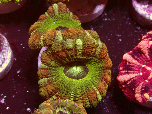 Ultra Asian Acanthastrea | WYSIWYG