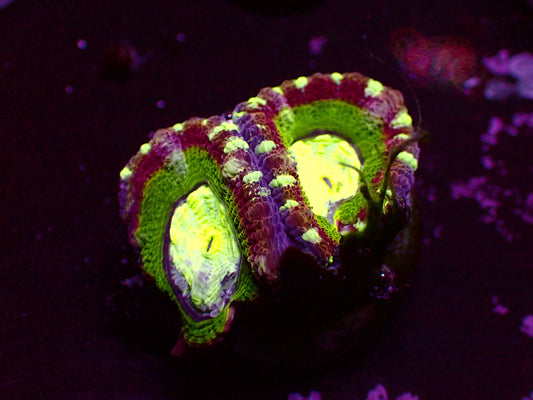 Asian Acan "Candy Cane" | WYSIWYG