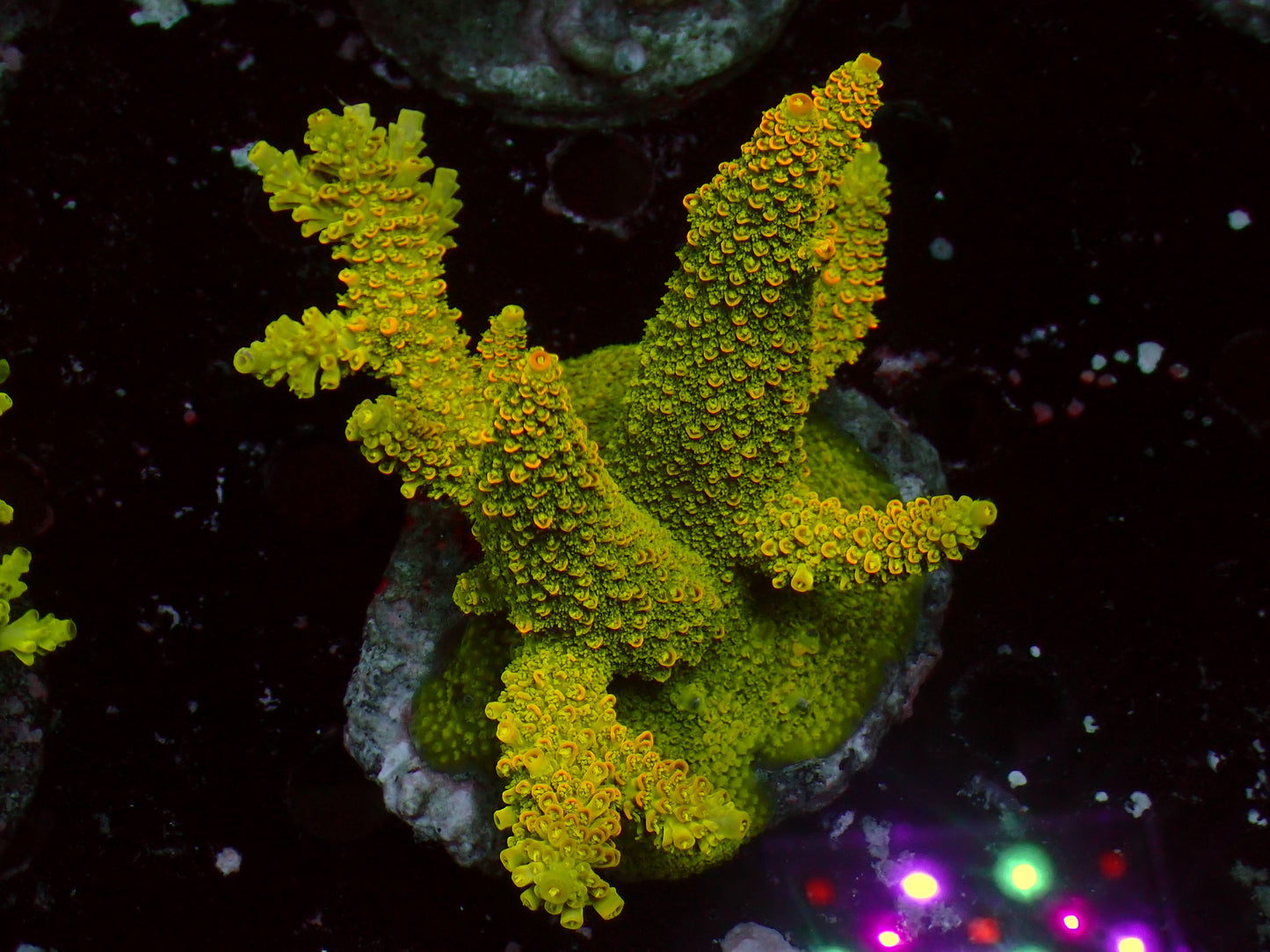 Acropora Abrotanoides "Rainbow Staghorn" | Colony