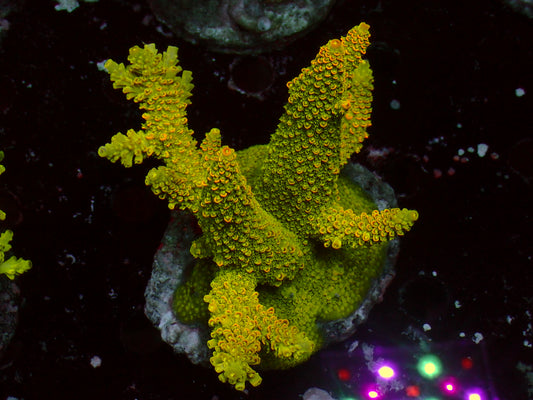 Acropora Abrotanoides "Rainbow Staghorn" | Colony