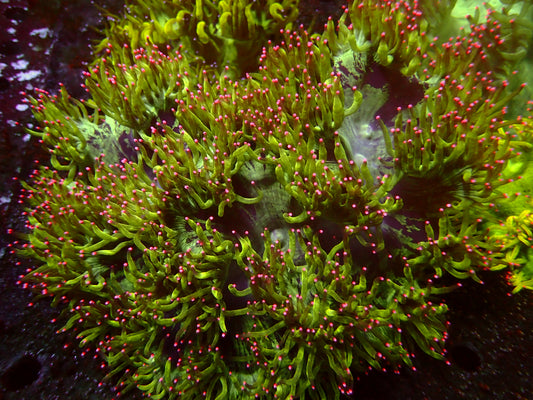 Ultra Pink Tips Catalaphyllia | WYSIWYG
