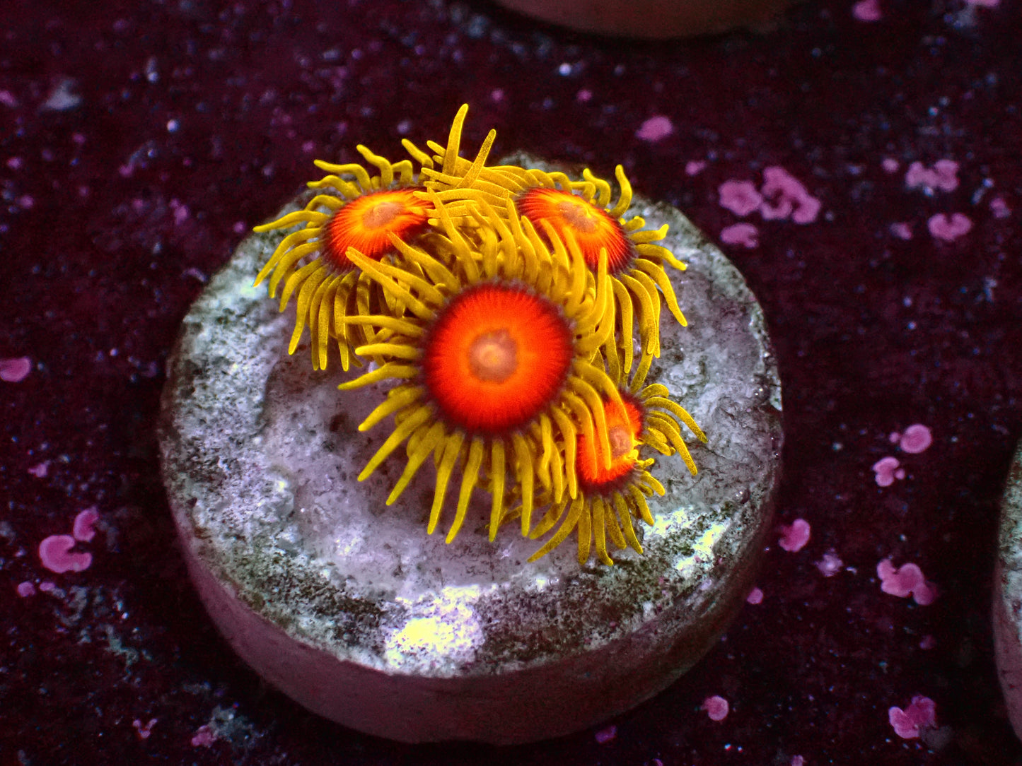 Super Sunflower Zoanthus | WYSIWYG